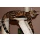 BONITA BENGALKATZE 5 JAHRE, Bengalkatze - Katze