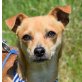 BONITO, Pinscher Mischling, kastriert - Rüde