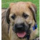 BONKS, Boxermix, Pflegestelle Wien Welpen - Rüde