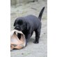 BONNIE, Labrador Retriever Welpen - Hündin