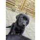 BONNIE, Labrador Retriever Welpen - Hündin