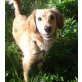 BONNY 6, Pflegestelle Niederösterreich, Platz am Land gesucht - Spaniel-Mix - Hündin