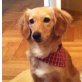 BONNY 6, Pflegestelle Niederösterreich, mittelgroße, verschmuste SPANIEL-Mix - Hündin
