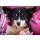 BONNY, Mix - Hündin