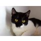 BONNY, Tierschutz - Katze