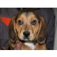 BOOBOO, Beaglemischling,Pflegestelle Wien Welpen - Rüde