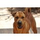 BOOGIE, SharPei Mischlg.sucht liebev.sportl.Menschen - Rüde