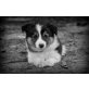 BOOM & Bela, Border-Collie Welpen - Rüde