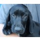 BOOMEL, Labradormischling, Pflegestelle Gänserndorf Welpen - Rüde