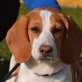 BOOMER - Linares, Beagle - unkastriert Welpen - Rüde