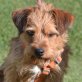 BOOMER - Linares, Terrier-Mischling, kastriert - Rüde