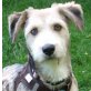 BOOMER - Linares - kastriert, Petit Basset Griffon Vendéen Mischling - Rüde