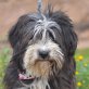 BOOMER - kastriert, Tibet Terrier Mischling - Rüde