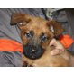 BOON, Boxermischling,Pflegestelle NÖ Welpen - Rüde