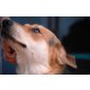 BORGI, Pflegestelle Salzburg, TREUER GEFÄHRTE - Schäfer-Collie-Mix - Rüde
