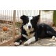BORIS, Volltreffer für Border Collie Freunde - Rüde