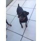 BOTAS, Pinscher - Rüde
