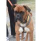 BOXY - Pflegestelle Wien, charmanter, kräftiger BOXER - Rüde