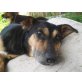 BOZKA Mira, Pflegestelle Wien, HAT VIEL LIEBE ZU GEBEN - Mischlings - Hündin
