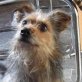 BRADLEY, unkastriert, ca. 5 Jahre, Rauhaardackel-Westhigland-Terrier-Mix  - Rüde