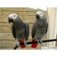 BRADY und DRABY, Graupapagei - weiblich