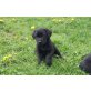 BRANCO, Labrador Retriever Welpen - Rüde