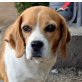 BRANDI - Ubeda, Beagle, kastriert - Rüde