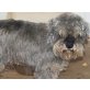 BRANDY, findet sich i.Tierh.kaum zurecht/Zwergschnauz - Rüde
