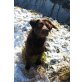 BRED Brandy, Pflegestelle Niederösterreich, BLIND - na und? Schokofarbener Labi - Rüde