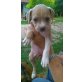 BRENDA, zuckersüßes, Staffordshire-Bullterrier Welpen - Hündin