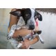 BRIANNA, Whippet Mix Welpen - Hündin