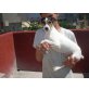 BRIANNA weiblich, ca. 30-35 cm, * 07-07-2011,, Ratonero Bodeguero Andaluz (kurz RBA) - Hündin