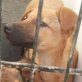 BRISA ... FÜNF MÄDCHEN DEM TOD GEWEIHT! Welpen - Hündin