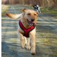 BRITA, Labradormix - Hündin