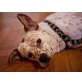 BRITON 'Lenny' - Pflegestelle Wien, TRAUMHUND wunderschöner Pointer-Mix - Rüde