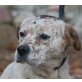 BRITON - Pflegestelle Wien, wunderschöner, charaktervoller POINTER-Mix - Rüde