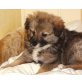 BRIX, Pflegestelle Nähe Wien, Spitz-Mix Welpen - Rüde