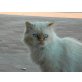 BRONCE, Perser mit Nase - Kater