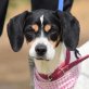 BRONTE - Ubeda - kastriert, Beagle-/Bodeguero-Andaluz-Mischling - Hündin