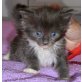 BROOKE, Maine Coon - Katze