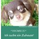 BROWNIE, Chihuahua langhaariger Schlag - Rüde
