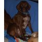 BROWNIE, Deutsch Kurzhaar/Labrador Mix - Hündin