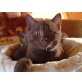 BROWNIE vom Simbaland, Britisch Kurzhaarkatze - Kater