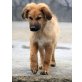 BROWNY-BOY, Romanian Mioritic Sheepdog Mix - Rüde