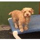 BROWNY, Toller Mix Welpen - Rüde