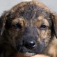 BRUCE ... EIN NIEDLICHES HUNDEKIND! Welpen - Rüde