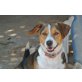 BRUCE, hübscher,sportl.Herzensbrecher/Beaglemix - Rüde