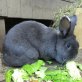 BRUMMEL & HUMMEL, Blaue Wiener - weiblich