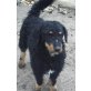 BRUNO 13,  Pflegestelle Niederösterreich, kleiner, gelehriger Rauhhaardackel-Terrier - Rüde