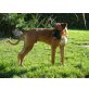 BRUNO, Boxer - Rüde